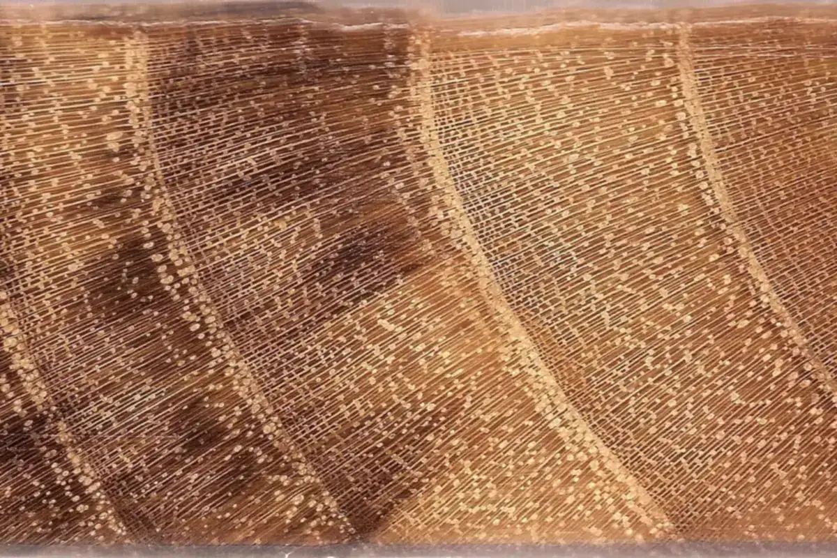 Close-up of end grain showing growth rings in black locust
